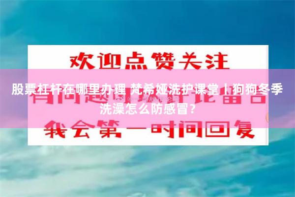 股票杠杆在哪里办理 梵希娅洗护课堂丨狗狗冬季洗澡怎么防感冒？